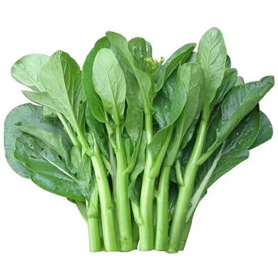 连州菜心种子迟花多苔菜心大全