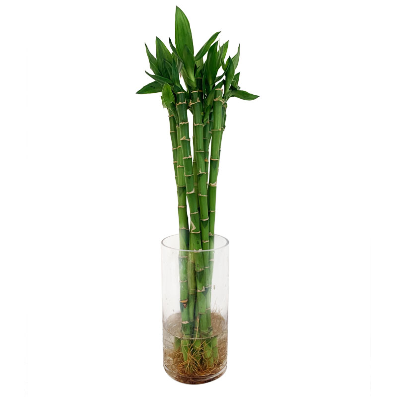 开运竹富贵竹水培植物盆栽竹子龙竹弯竹节节高水养观音竹室内带根