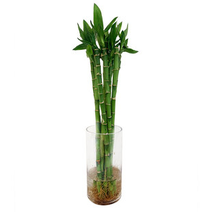 开运竹富贵竹水培植物盆栽竹子龙竹弯竹节节高水养观音竹室内带根