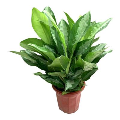 雅丽皇后中大白雪新居装修粗肋草