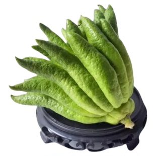 佛手柑鲜果水培植物带枝新鲜切枝盆栽佛手瓜观赏闻香室内水养绿植