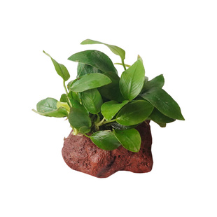 沉木水榕水草植物鱼缸造景装饰活体懒人莫斯阴性增氧净水椰壳屋