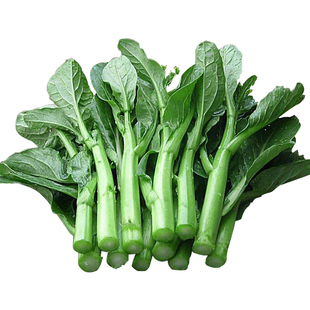 广东菜心种子菜苔种籽迟四九甜菜心四季菜薹春秋夏季耐热蔬菜种孑
