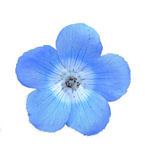 喜林草种子baby blue eyes婴儿蓝眼苍月草粉蝶花籽室内盆栽春秋播