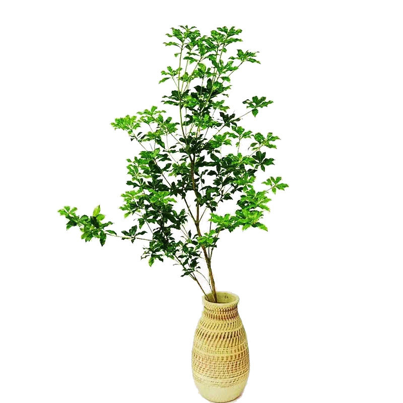 吊钟植物水养客厅吊钟花 植物 日本水培鲜切枝条日式马醉木进口树