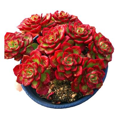 火焰蒂亚群生老桩萌肉肉陌上花