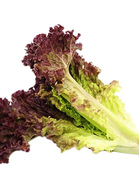 罗莎混合沙拉紫生菜种子