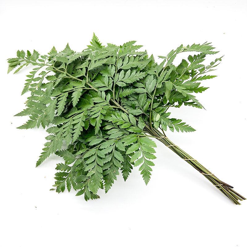 新鲜羊齿叶芒叶烘焙蛋糕装饰摆盘