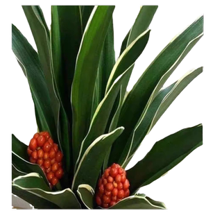 金边万年青乔迁之喜吉祥花卉中华青叶客厅阳台盆栽绿植四季常青