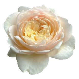 无名的裘德月季朱迪花苗大花多季浓香盆栽阳台玫瑰庭院花勤花植物