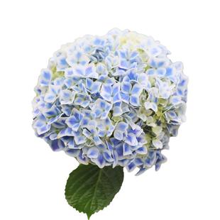 海蒂的花园 薄荷拇指大花绣球八仙绣球花阳台庭院观花植物盆栽苗