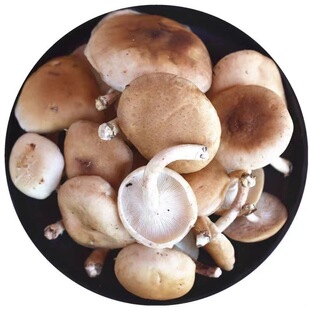 新鲜马桑菌野生香菇香蕈香信口感嫩滑深山采摘顺丰空运次日达香菇