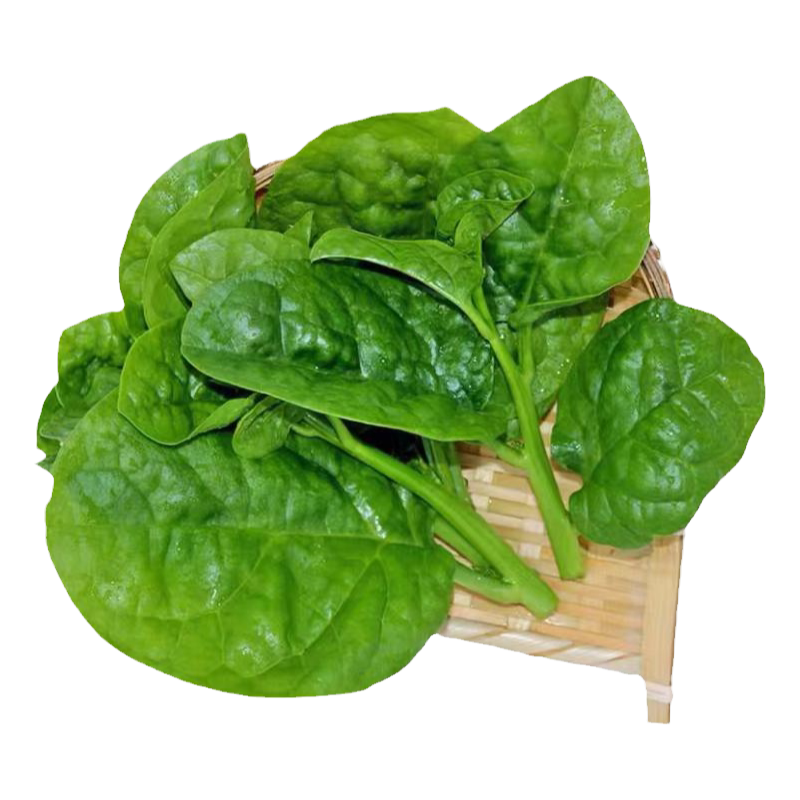 正宗木耳菜苗子四季盆栽苗