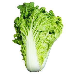 阳雀湖雄安新鲜毛白菜高钙高叶酸农家青白菜现摘现发4颗包邮