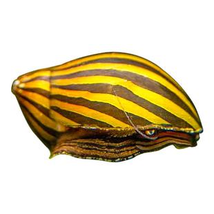 斑马螺除藻神器冷水清道夫鱼缸吃粪清洁工具鱼苗观赏鱼淡水观赏螺