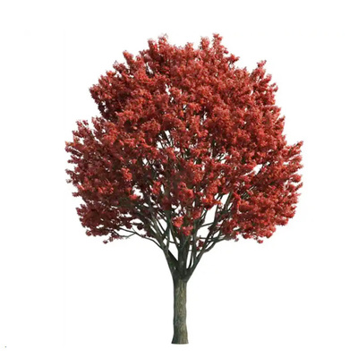 日本红枫树苗四季红别墅室外庭院红舞姬枫树盆栽小苗红枫矮化大树