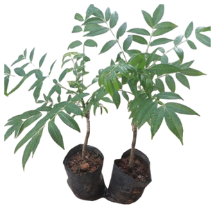 黑橄榄树苗雕刻工艺乌橄榄树苗嫁接苗南北方庭院盆栽种植当年结果