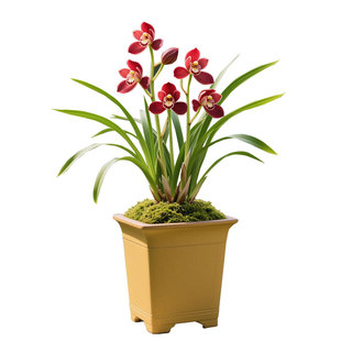 【霸王别姬】兰花苗建兰四季兰名贵盆栽花卉植物浓香兰草国兰室内