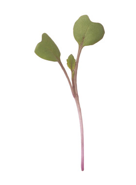 维也纳紫苤蓝种子球茎甘蓝苗菜