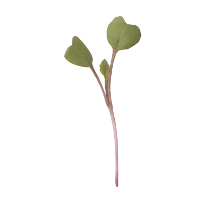 维也纳紫苤蓝种子球茎甘蓝苗菜
