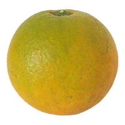 纯甜香甜湖南麻阳甜橙9斤包邮