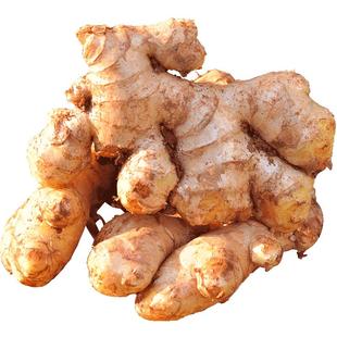 云南文山小黄姜5斤生姜现挖新鲜姜食用老土姜包邮山地月子姜辛辣