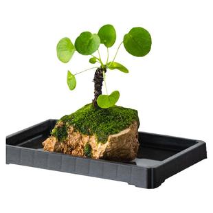 镜面草盆栽水培植物吸水石盆景室内桌面绿植好养活四季耐阴虎耳草