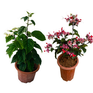 龙吐珠花苗 九龙吐珠花卉 珍珠宝莲盆栽 白红龙吐珠带花发货庭院