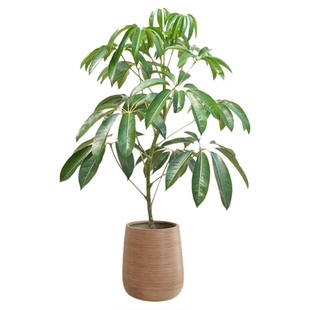 保罗大型绿植室内客厅盆栽日本大叶伞落地老桩观叶ins风网红植物