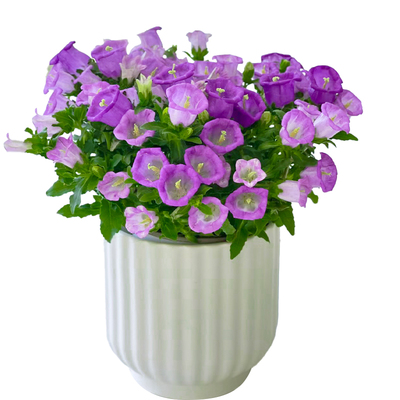 【带花发货】风铃花轻松爆盆