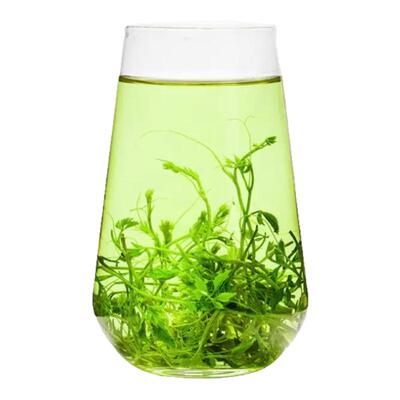 正宗珍品野生平利绞股蓝龙须茶