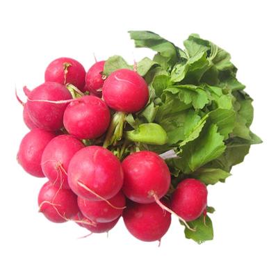 五彩樱桃萝卜种子菜籽阳台四季盆栽春季播秋季萝卜蔬菜种籽孑小红