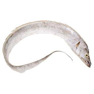 宁波特产东海特大带鱼新鲜冷冻水产冰鲜刀鱼整条非中段海捕油带鱼