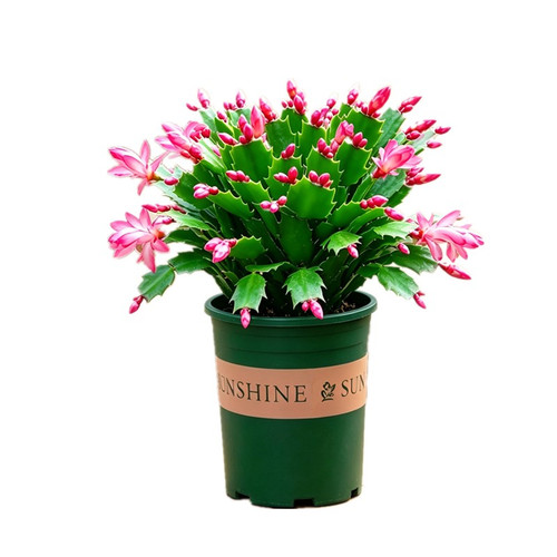 蟹爪兰盆栽带花苞办公室客厅室内阳台开花植物绿植四季花卉蟹爪莲