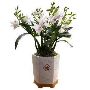 艾莹兰花苗 紫云泼墨石斛兰 冬带花苞出售好养绿植物盆栽桌面花卉