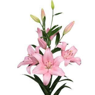 现货春百合种球虹越阳台庭院布林迪西粉红色百合花球种子花卉好养