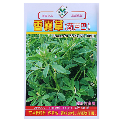 阳台盆栽香囊草种子葫芦巴巴香草种籽驱蚊草四季播春夏秋家庭种植