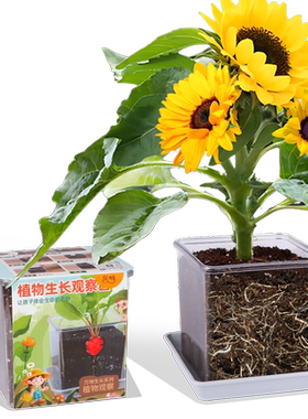 向日葵种子孑儿童种植小盆栽番茄凤仙花籽实验植物观察太阳花套装