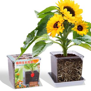 向日葵种子孑儿童种植小盆栽番茄凤仙花籽实验植物观察太阳花套装