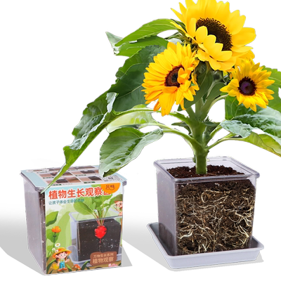向日葵种子孑儿童种植小盆栽番茄凤仙花籽实验植物观察太阳花套装