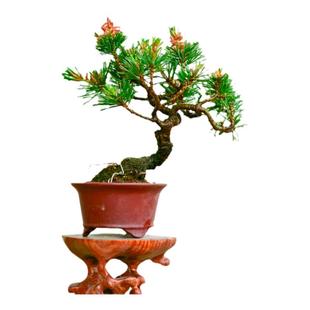 宫岛小叶五针松造型盆景老桩小品茶桌室内摆放松柏盆栽日本五叶松