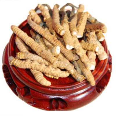 正品断虫草那曲树头期礼盒虫草