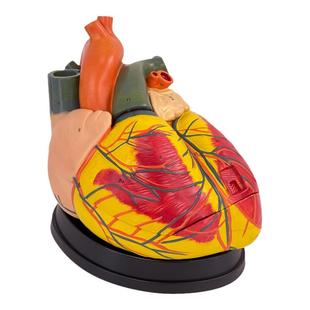 1:1人体心脏解剖模型 B超彩超可拆卸 自然大心脏医学教学模型