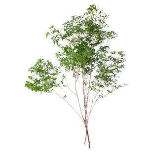 绿植马醉木鲜切枝鲜花云南直发侘寂风室内造景水培植物真树插花