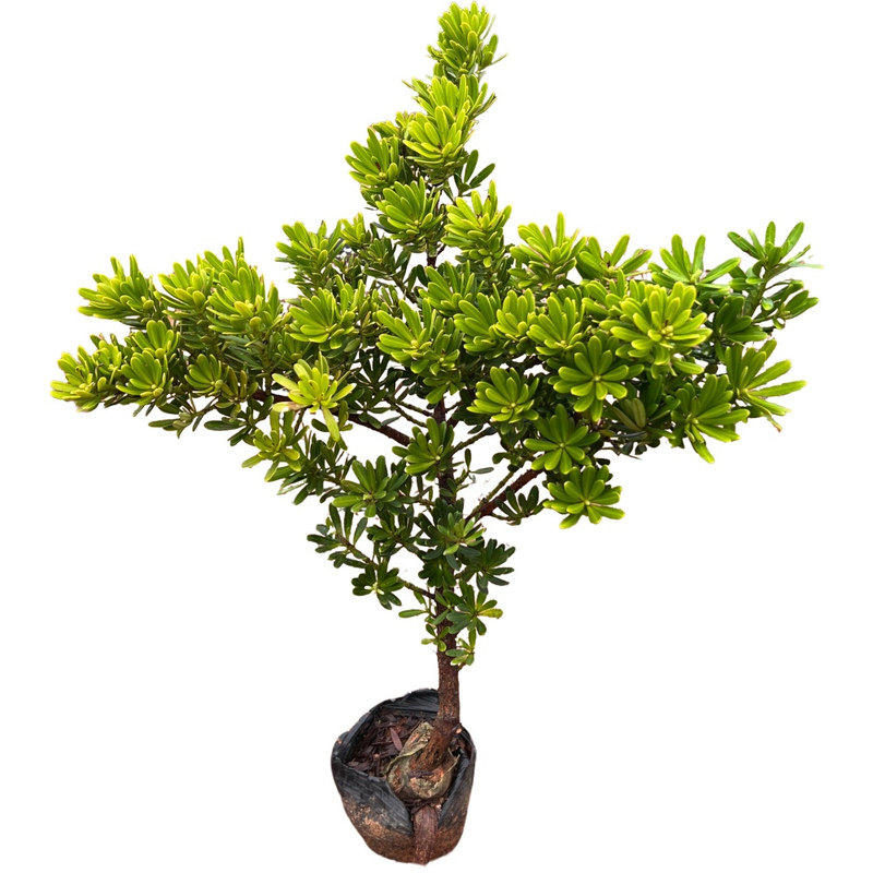 耐荫矮霸品种金钻罗汉松小叶盆栽盆景鲜花卉绿植庭院观叶阳台楼顶