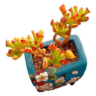 【一物一拍】吸财树筒叶花月招财多肉植物办公室阳台小盆栽绿植