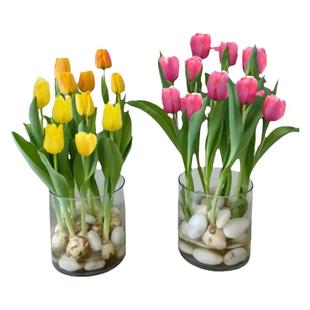 郁金香种球定植篮水培花卉植物室内阳台鲜花盆栽荷兰大球花种籽子