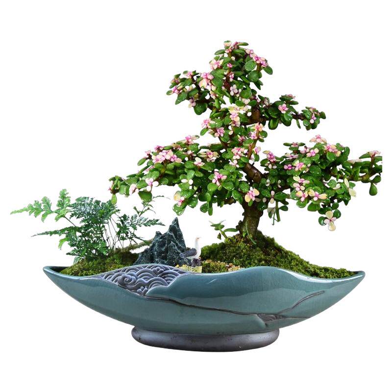 精品金枝玉叶盆栽老桩造型盆景