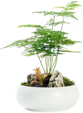 文竹盆栽植物办公室内摆件水养水培绿植小盆景造型创意大文竹花苗