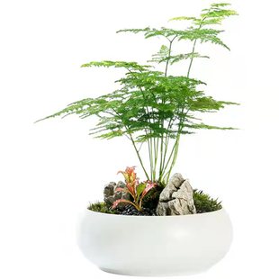 文竹盆栽植物办公室内摆件水养水培绿植小盆景造型创意大文竹花苗